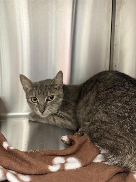 Shelter Stray Female Cat last seen Near, 2600 S Harding St, Indianapolis, IN 46221, USA