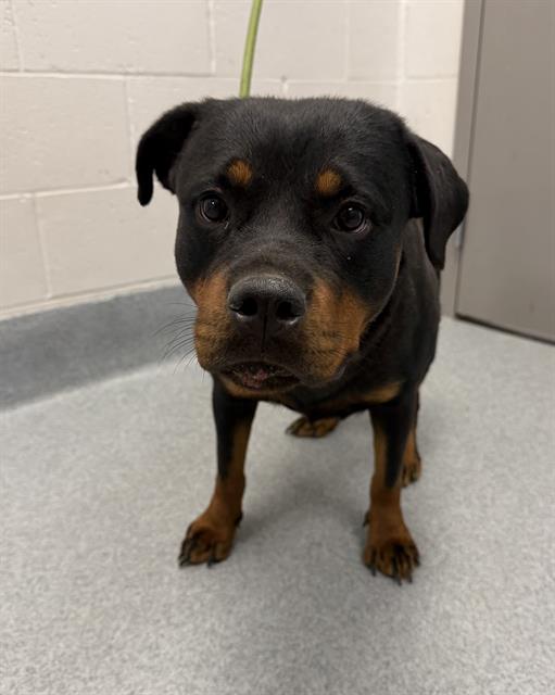 Shelter Stray Female Dog last seen Near, 2600 S Harding St, Indianapolis, IN 46221, USA