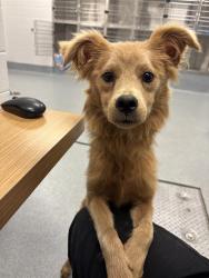 Shelter Stray Female Dog last seen Near, 2600 S Harding St, Indianapolis, IN 46221, USA