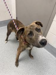 Shelter Stray Male Dog last seen Near, 2600 S Harding St, Indianapolis, IN 46221, USA