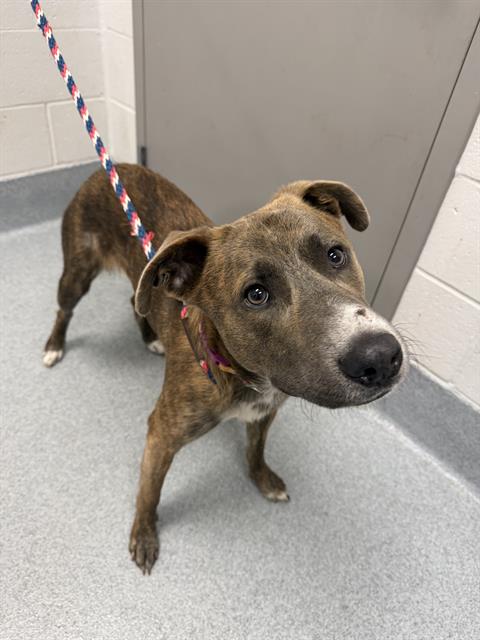 Shelter Stray Male Dog last seen Near, 2600 S Harding St, Indianapolis, IN 46221, USA