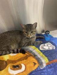 Shelter Stray Male Cat last seen Near BLOCK RAMONA SE, 8920 Lomas Blvd NE, Albuquerque, NM 87112, USA