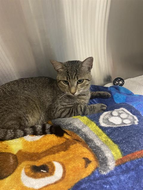 Shelter Stray Male Cat last seen Near BLOCK RAMONA SE, 8920 Lomas Blvd NE, Albuquerque, NM 87112, USA
