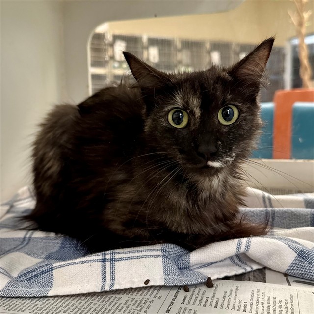 Shelter Stray Female Cat last seen Near BLOCK MERIDIAN CT, EASTVALE, CA, 6851 Van Buren Boulevard, Jurupa Valley, CA 92509, USA