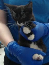 Shelter Stray Female Cat last seen Near BLOCK GOLDSBORO RD, WADE NC 28395, 4704 Corporation Dr, Fayetteville, NC 28306, USA