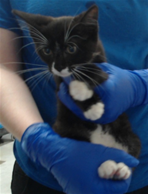 Shelter Stray Female Cat last seen Near BLOCK GOLDSBORO RD, WADE NC 28395, 4704 Corporation Dr, Fayetteville, NC 28306, USA