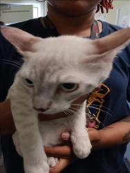Shelter Stray Male Cat last seen , 1850 W 60th St, Los Angeles, CA 90047, USA