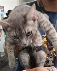 Shelter Stray Male Cat last seen , 1850 W 60th St, Los Angeles, CA 90047, USA