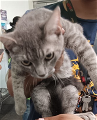 Shelter Stray Male Cat last seen , 1850 W 60th St, Los Angeles, CA 90047, USA