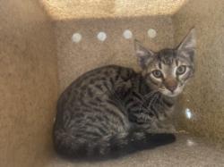 Shelter Stray Male Cat last seen , 1850 W 60th St, Los Angeles, CA 90047, USA