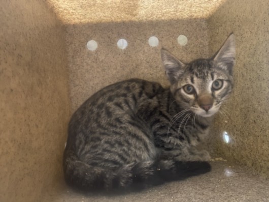 Shelter Stray Male Cat last seen , 1850 W 60th St, Los Angeles, CA 90047, USA