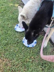 Found/Stray Male Dog last seen 5th and Daisy Ave, Long Beach, CA, Long Beach, CA 90802