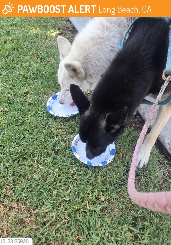 Found/Stray Male Dog last seen 5th and Daisy Ave, Long Beach, CA, Long Beach, CA 90802