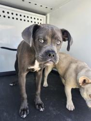 Shelter Stray Female Dog last seen HARVARD / OSWELL,BAKERSFIELD,CA, 201 S Mt Vernon Ave, Bakersfield, CA 93307, USA