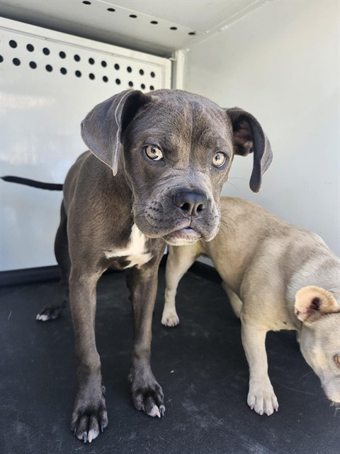Shelter Stray Female Dog last seen HARVARD / OSWELL,BAKERSFIELD,CA, 201 S Mt Vernon Ave, Bakersfield, CA 93307, USA