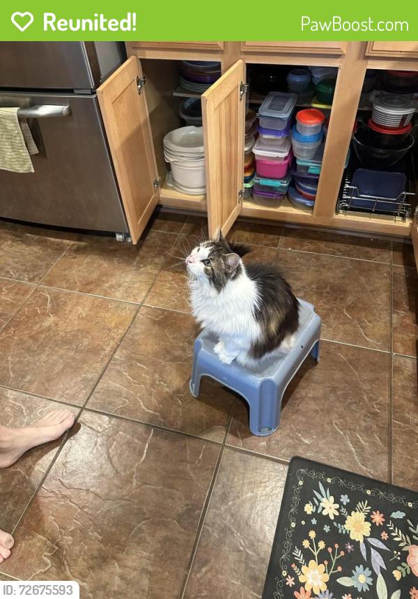 Reunited Female Cat last seen Downbrook Drive & Remuda & High Meadow, Frisco, TX 75034