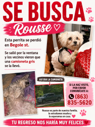 Lost Female Dog last seen Begole st por la calle que es como una Y, Detroit, MI 48210