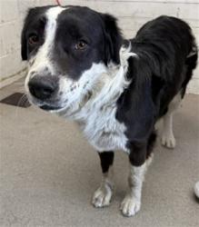 Shelter Stray Female Dog last seen HIGHLAND AND STATE ST, 333 Chandler Pl, San Bernardino, CA 92408, USA