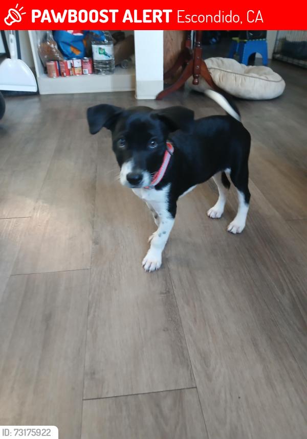 Lost Male Dog last seen east grand and ash, Escondido, CA 92027