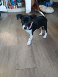 Lost Male Dog last seen east grand and ash, Escondido, CA 92027