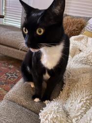 Reunited Female Cat last seen Near Bluemont Branch Terrace Leesburg, va 20175, Leesburg, VA 20175