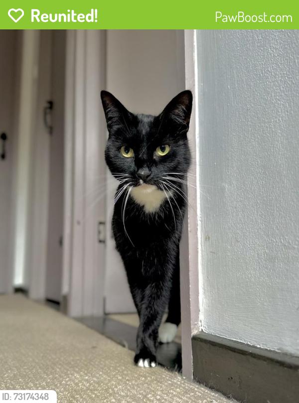 Reunited Male Cat last seen Honeypot Close, Mill Road, Hillside Avenue, Medway, England 