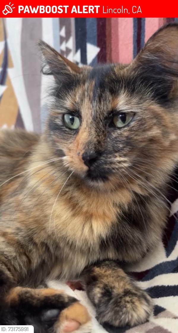 Lost Female Cat last seen Mahoney, Lincoln, CA 95648