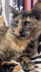 Lost Female Cat last seen Mahoney, Lincoln, CA 95648