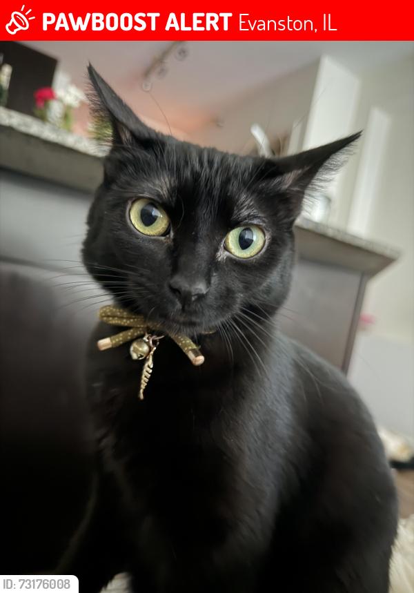 Lost Female Cat last seen Brown, Evanston, IL 60201
