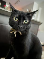 Lost Female Cat last seen Brown, Evanston, IL 60201