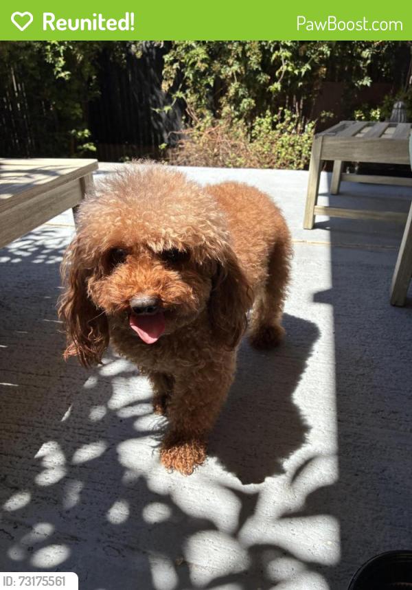Reunited Female Dog last seen :aguna and Geary, San Francisco, CA 94115