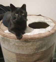 Reunited Male Cat last seen Restoration Church, Independence, MO 64055