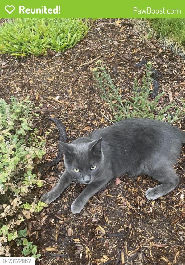 Reunited Unknown Cat last seen Monaco & Mineral Dr, Centennial, CO 80112