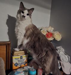Lost Male Cat last seen West park drive, Roy, UT 84067