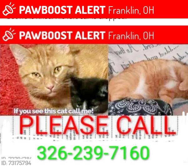 Lost Male Cat last seen Lions Bridge and Park Ave, Franklin, OH 45005