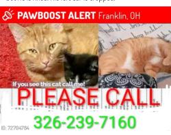 Lost Male Cat last seen Lions Bridge and Park Ave, Franklin, OH 45005