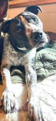 Reunited Male Dog last seen Baux Mountain Road / Misty Mountain Rd, Germanton, NC 27019