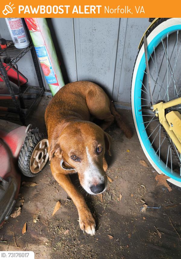 Found/Stray Male Dog last seen Humboldt st off of norview, Norfolk, VA 23513