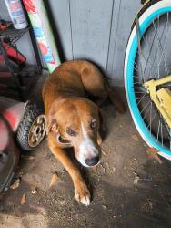 Found/Stray Male Dog last seen Humboldt st off of norview, Norfolk, VA 23513