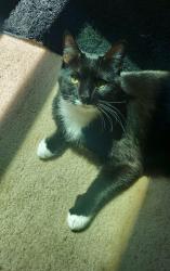 Lost Male Cat last seen Near washoe street, Carson City, NV 89703