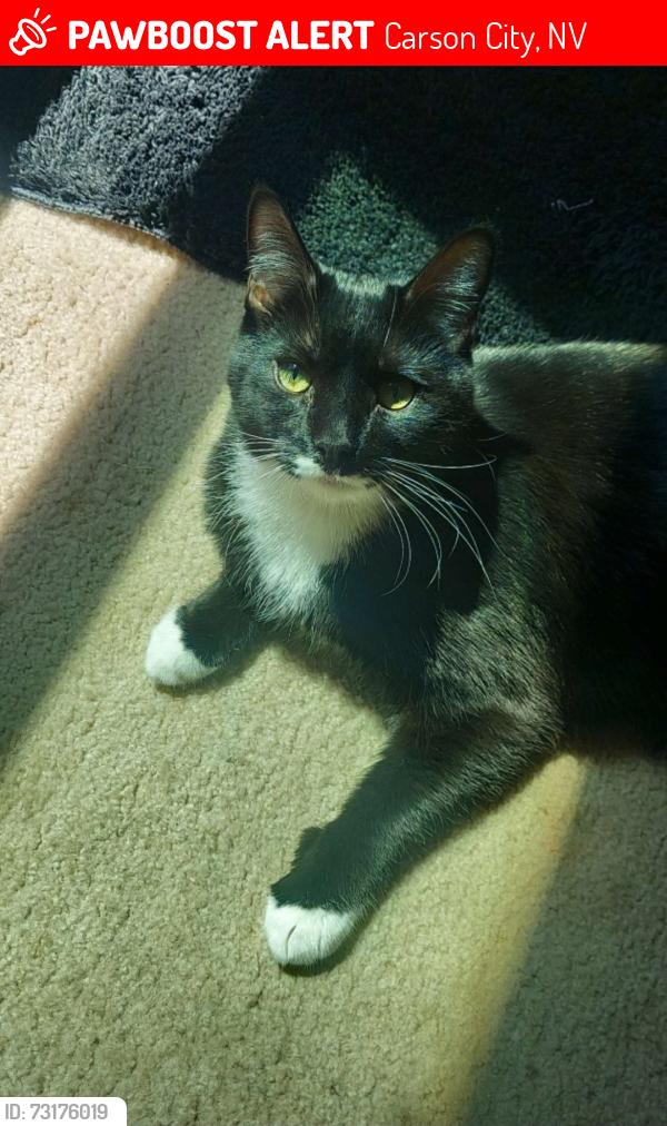 Lost Male Cat last seen Near washoe street, Carson City, NV 89703