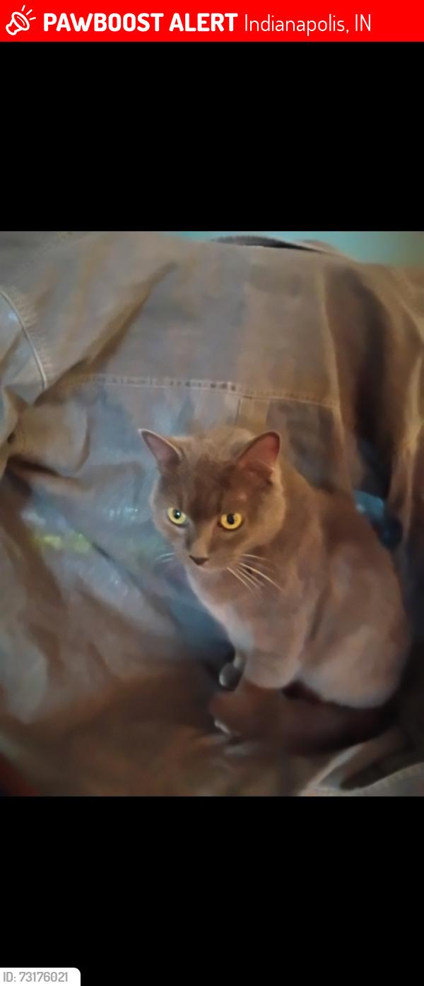 Lost Female Cat last seen Ritter & Lowell, Indianapolis, IN 46219