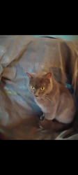 Lost Female Cat last seen Ritter & Lowell, Indianapolis, IN 46219
