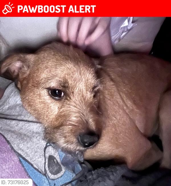 Lost Female Dog last seen CampRobinson, North Little Rock, AR 72118