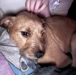 Lost Female Dog last seen CampRobinson, North Little Rock, AR 72118
