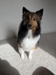Lost Male Dog last seen Whitemud, 76 street, Edmonton, AB T6E 5S2