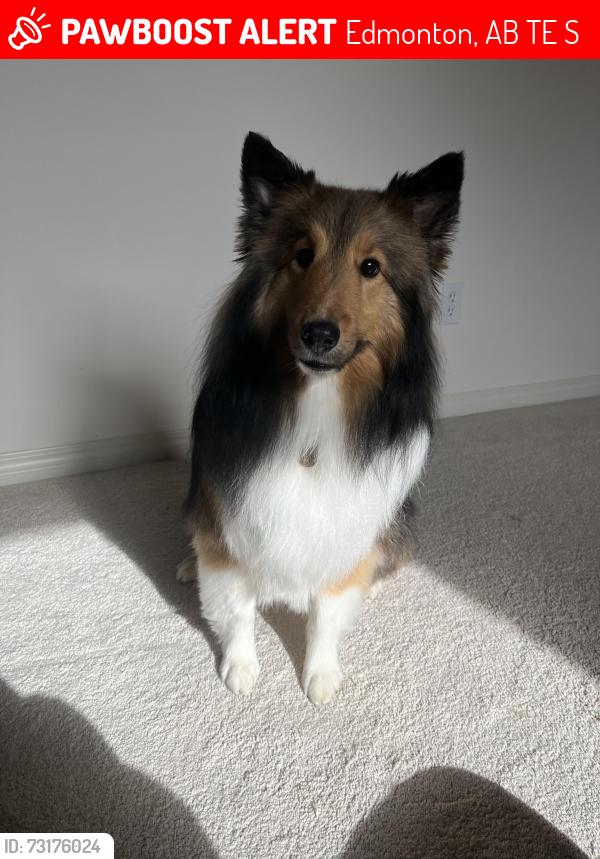 Lost Male Dog last seen Whitemud, 76 street, Edmonton, AB T6E 5S2
