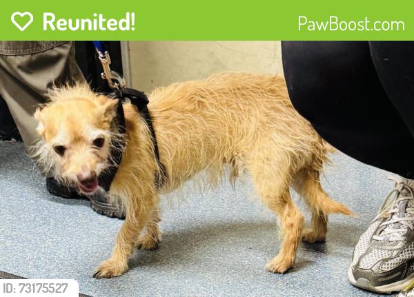 Reunited Male Dog last seen Crooks Ave, Clifton, NJ 07503