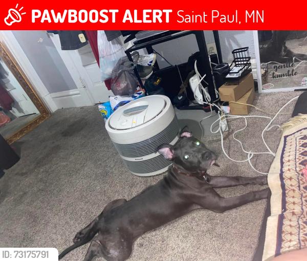 Lost Male Dog last seen McAfee near phalen lake, Saint Paul, MN 55106