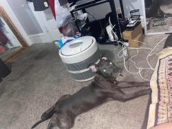 Lost Male Dog last seen McAfee near phalen lake, Saint Paul, MN 55106